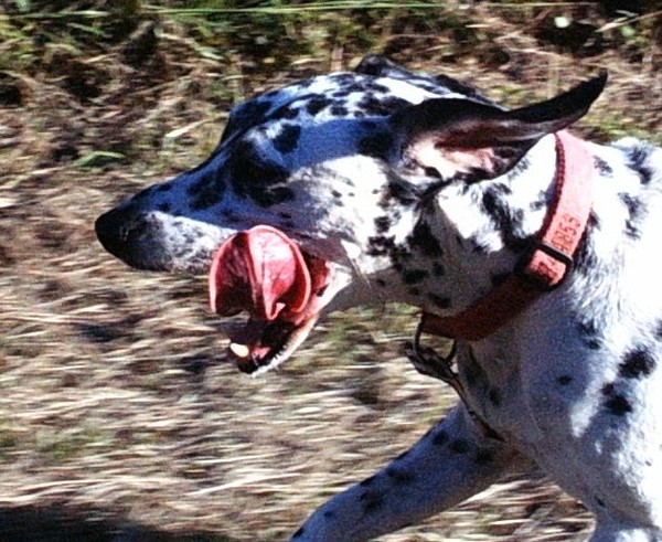 running tongue