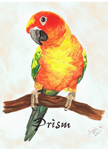 Prism - Sun Conure