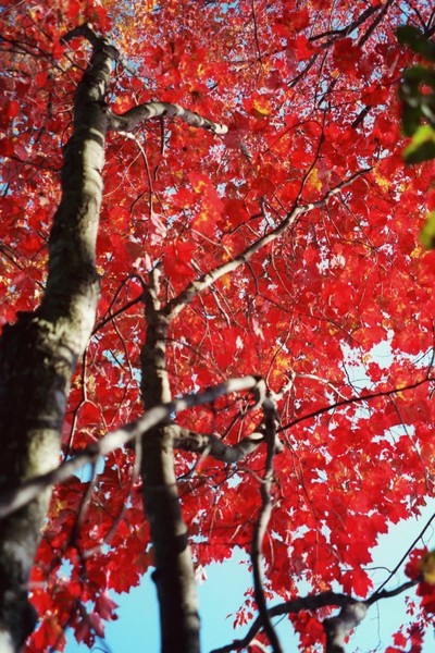 Brilliant Red