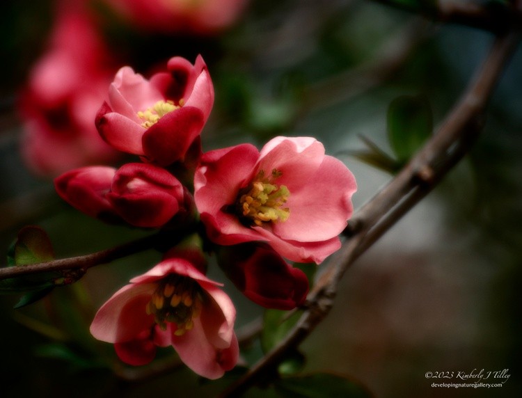 Crab Apple Blossom P0357