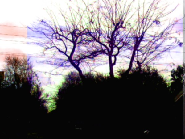 Dancing trees