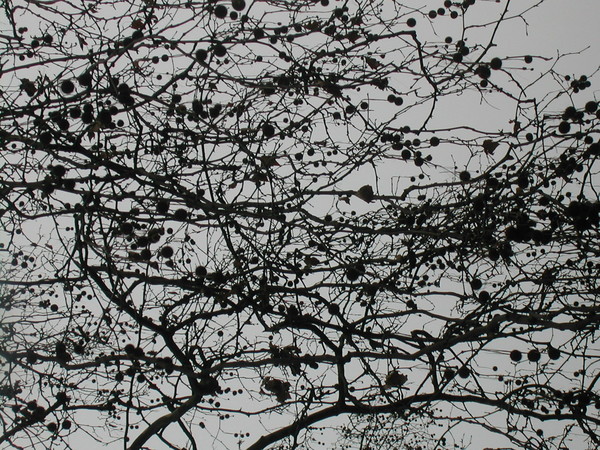 Tree Spotting