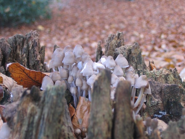 Fungus Pot
