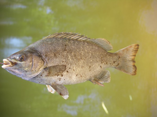 River Perch