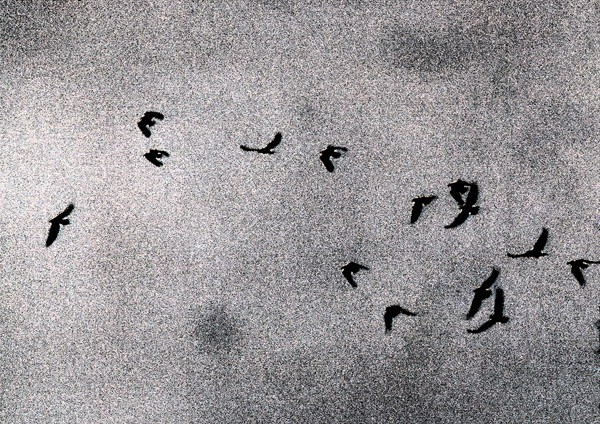 Crows in a Gloomy Sky