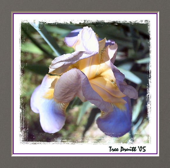 Iris Kiss