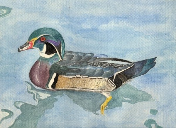 Wood Duck