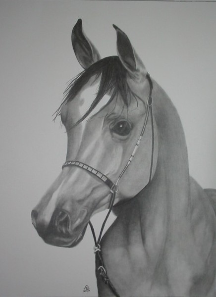 Judy's Arabian
