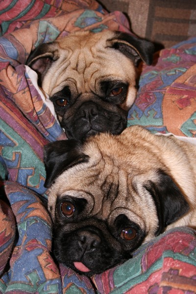 Puppy Love