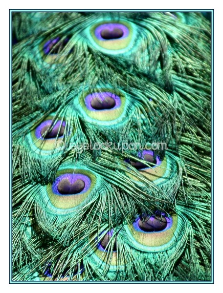 Fantastic Feathers