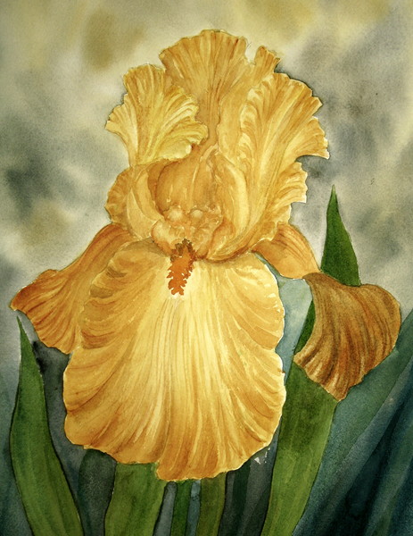 Golden Iris