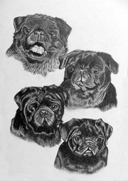 4 generations of  Pugs