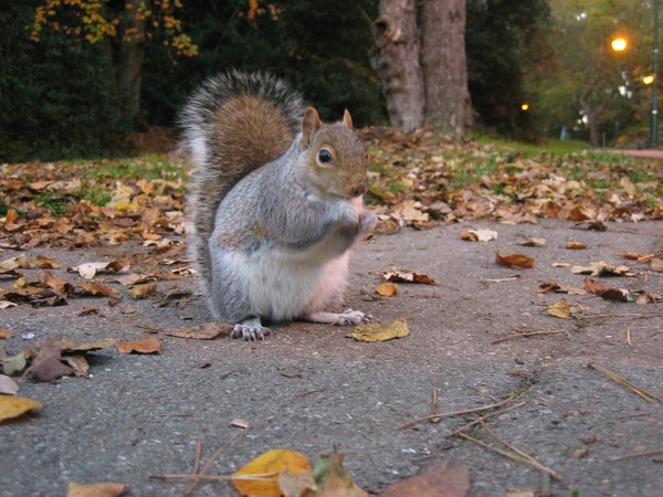 squirrel