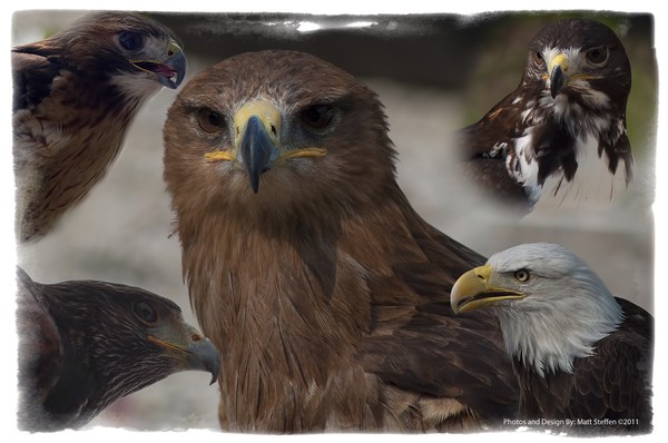 Birds of Prey
