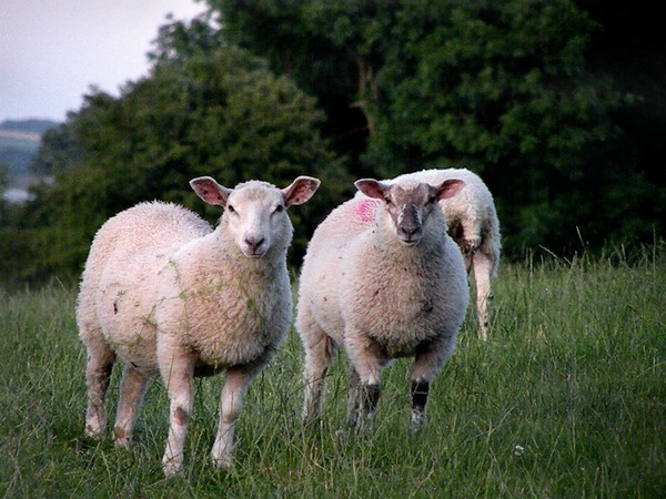 English Sheep 