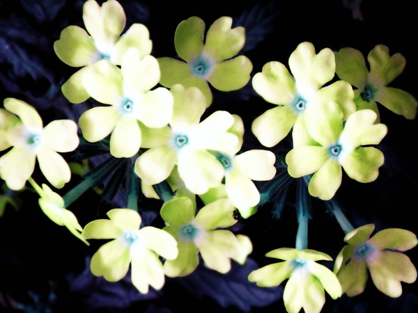 Yellow Bunch