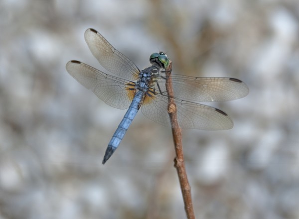 Blue Dasher Dragonfly