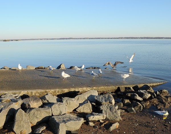Seagull Convention