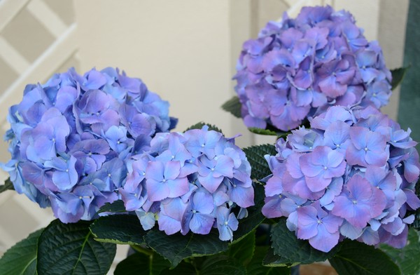 Blue Hydrangeas