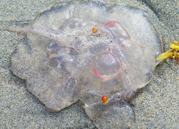 Jellyfish