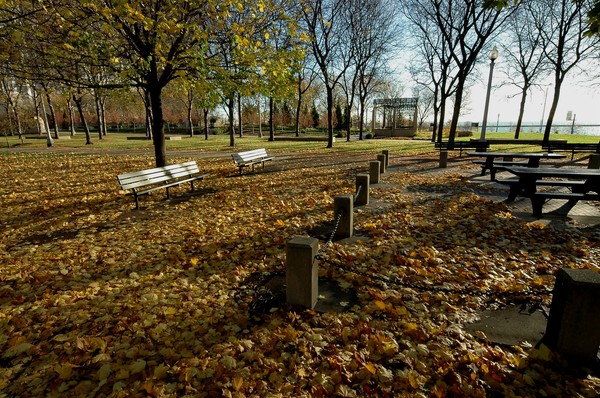Autum Leaves