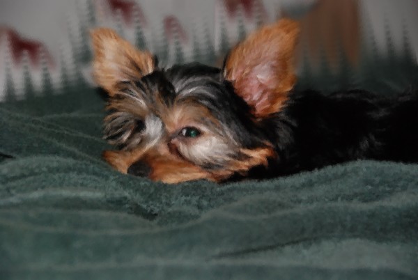 OLIVER