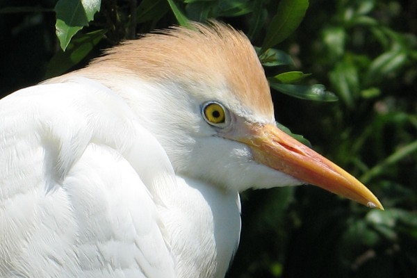 Cattle egret close up
