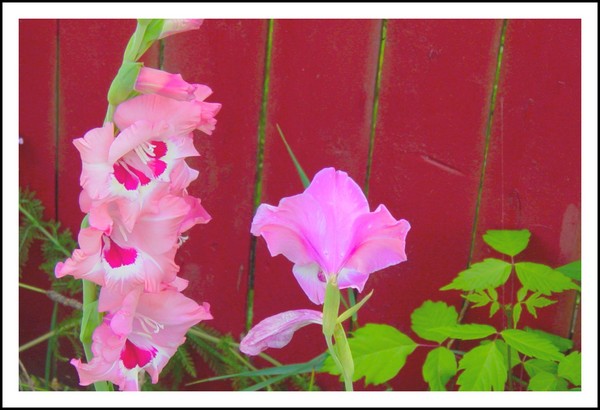 Against the Red Fence