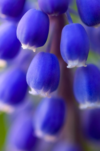 Grape Hyacinth