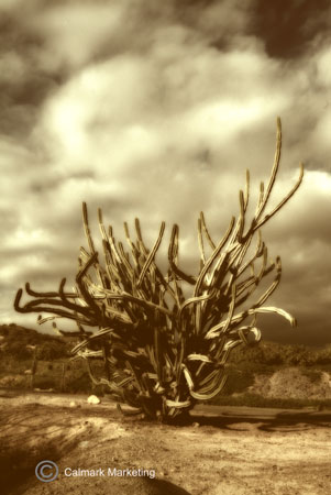 Cactus