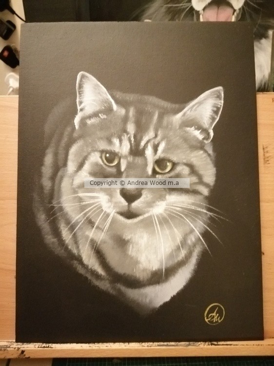 Cathy's cat
