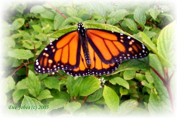 A Beautiful Transformation