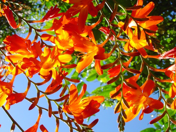 Fire Coloured Flowers,  Morning Sky