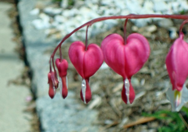 Bleeding Hearts
