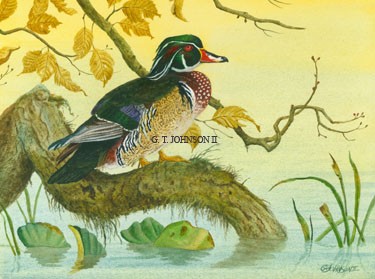 WOOD DUCK