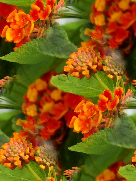 Colourful Little Flowers (Three)
