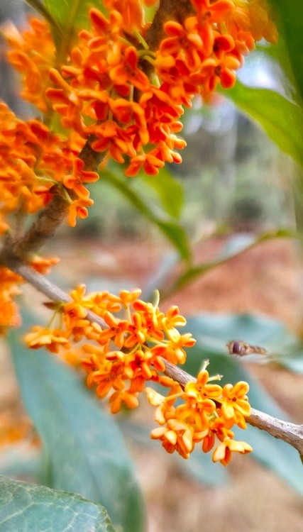 golden osmanthus