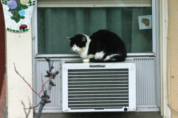 A Cool Cat In The Cold