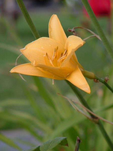 Beautiful Lily