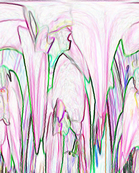 x-rayed orchids!