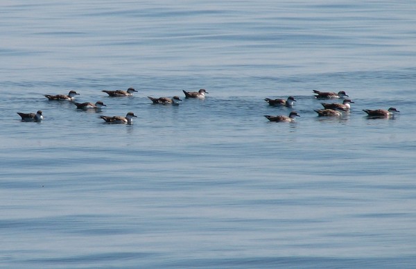 Audubon Shearwater flock in Acadia