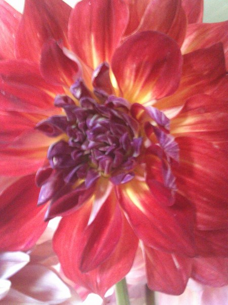 Summer Colors 
