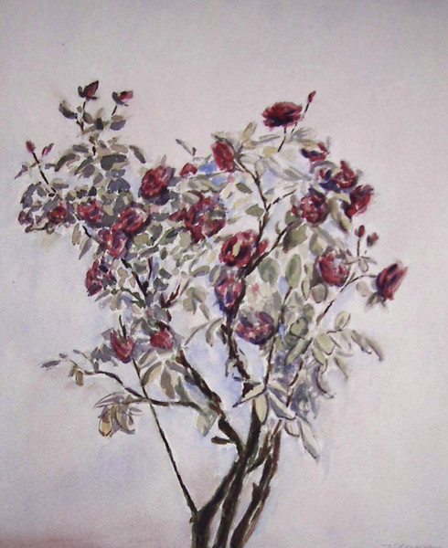 rose bush