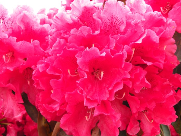 shades of red