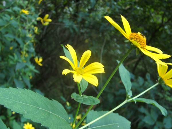Bloom
