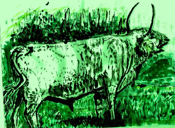 Chillingham cattle