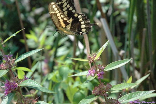 butterfly #1