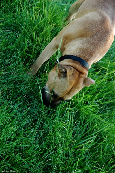 sniffing through