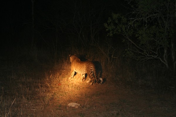 Leopard at Night