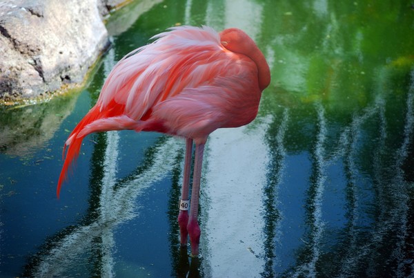 Flamingo Patterns